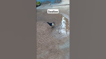 Red rumped swallow collection mud for it