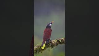 Birds Of Costa Rica-The Montezuma Oropendola Psarocolius Montezuma