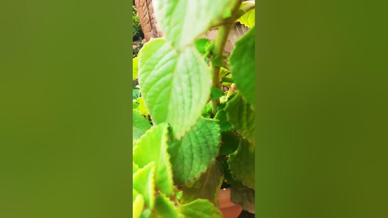 beautiful ajwain ka Patta YouTube
