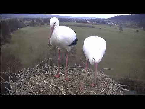 Lindheim Wilma and Wilfried Windy Morning March 11 2021 live cam preview