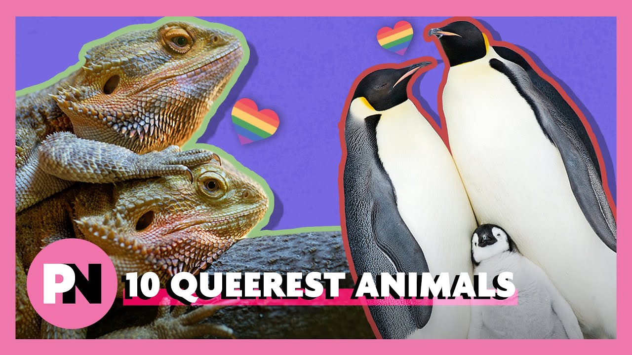 10 seriously gay animals - YouTube