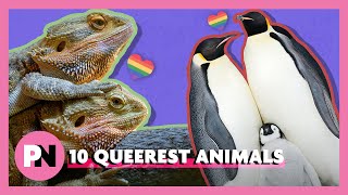10 seriously gay animals