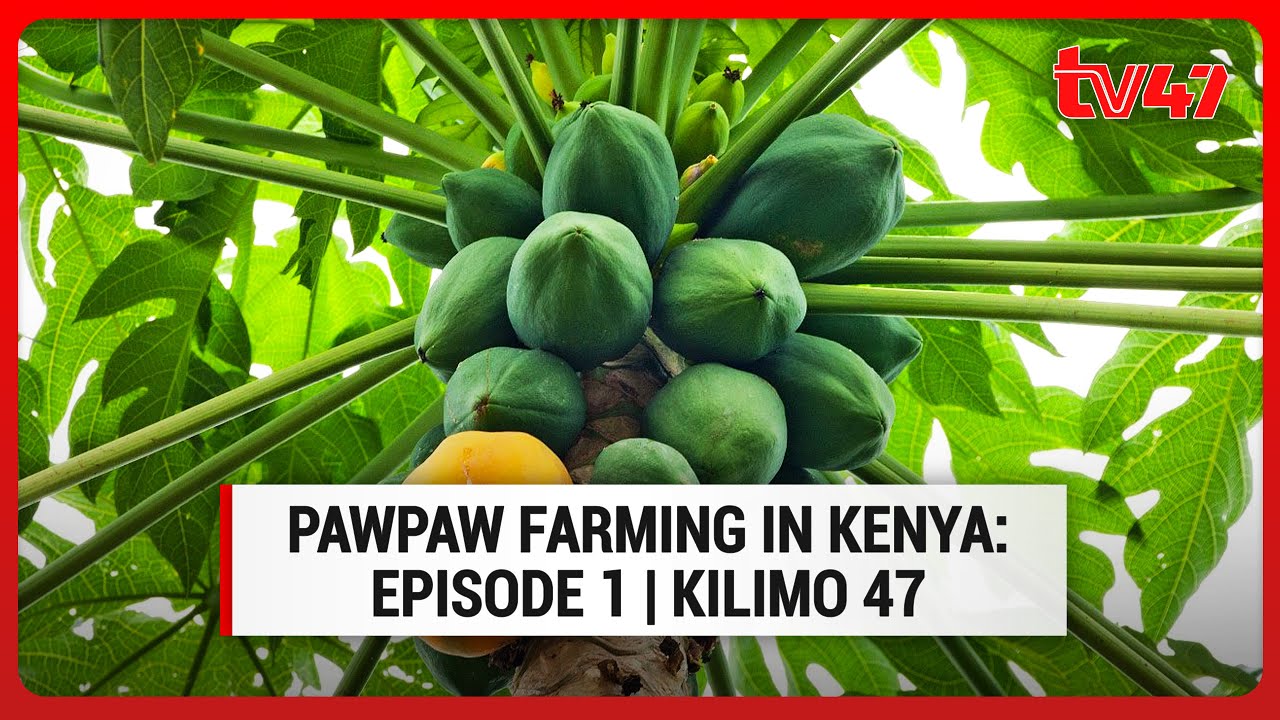 Pawpaw farming in Kenya: Episode 1 | Kilimo 47