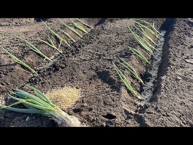 How to plant green onion seedlings, a simple planting method for