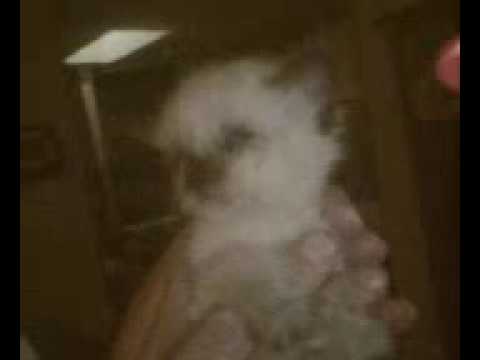 A-OFR Dante's Angel Thumbelina Adopted 11-20-2009