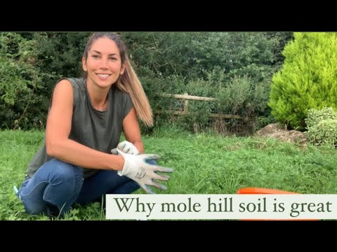 Why I love mole hills. Getting soil from mole hills