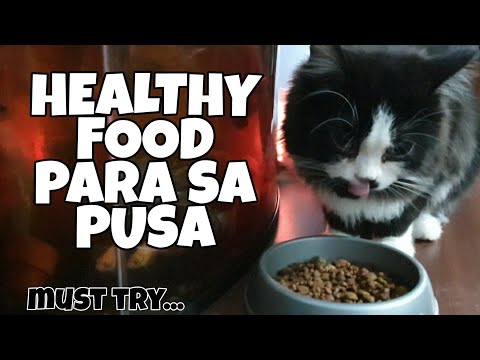 Video: Mga Pakinabang Ng Kalabasa Para Sa Mga Pusa