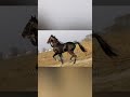 Black beautiful chalbaz horse dance