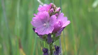 WENATCHEE MOUNTAINS CHECKER MALLOW DNR REPORT
