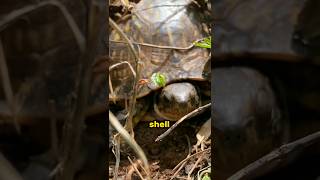 Secrete Behind the Remarkable Lifespan of Box Turtle animals easternboxturtle