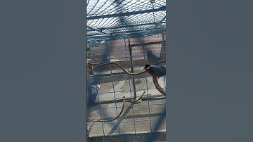 Java sparrow open aviary