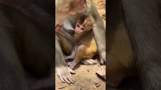 Monkey baby feeding 🍼🐵