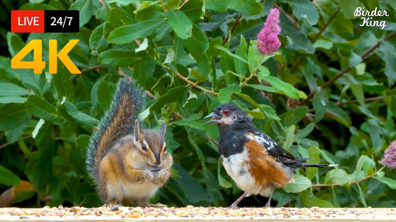 ⁣🔴 24/7 LIVE: Cat TV for Cats to Watch 😺 Cute Birds Chipmunks Squirrels in 4K