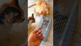 Funny Gold-Tiger #minivlog #cat #funny #funnyshorts  #catlover #animals #youtubeshorts #comedy #cute