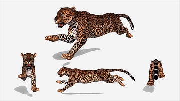 Leopard Run Cycle