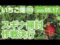 いちご畑【153】スギナ掃討作戦決行