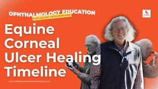 Equine Corneal Ulcer Healing Timeline Explained