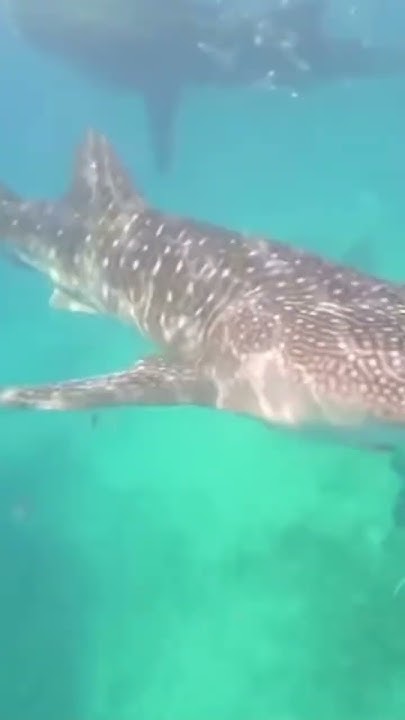 Whale sharks ! Mouth big enough to eat a car ? - YouTube