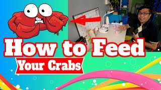 How to feed your crabs | Food Supplements | Introducing New Crabs to your Crab Farm