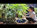 Yummy Eggplants Cooking / Eggplant Recipe / Prepare By Countryside Life TV