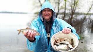 Фидерная рыбалка в нерест 2023 , зачётная плотва на Днепре!!