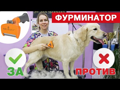 Видео: Как очистить игрушки вашей собаки