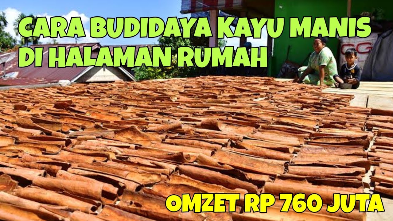 CARA BUDIDAYA KAYU MANIS DI HALAMAN RUMAH. OMZET RP 760 JUTA. KEUNTUNGAN MANIS DARI SI KAYU MANIS.