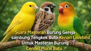 Suara Masteran Burung Gereja Tarung sambung Tengkek Buto Kenari Lovebird untuk Masteran Burung #bird