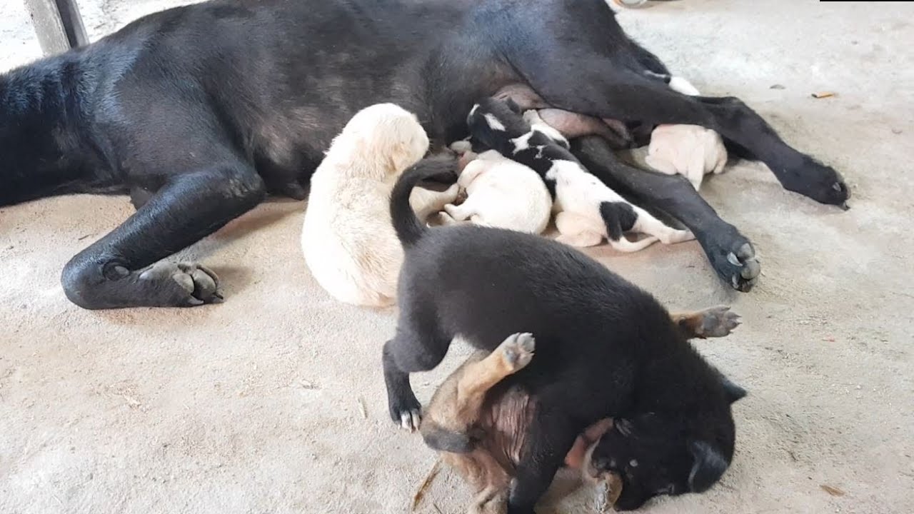 Cute mom dog and puppies now change the place - YouTube