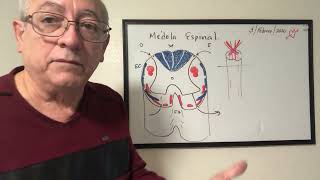 Anatomia descriptiva topografica de la medula espinal Anatomia descriptiva topografica de la medula espinal