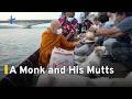 Thai Temple Dogs Join Monk on His Daily Alms Collection|TaiwanPlus News