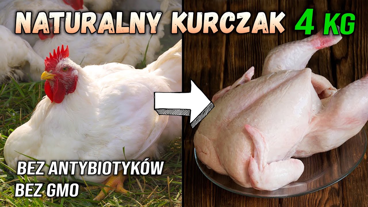 Hodowla KURCZAKA od A do Z