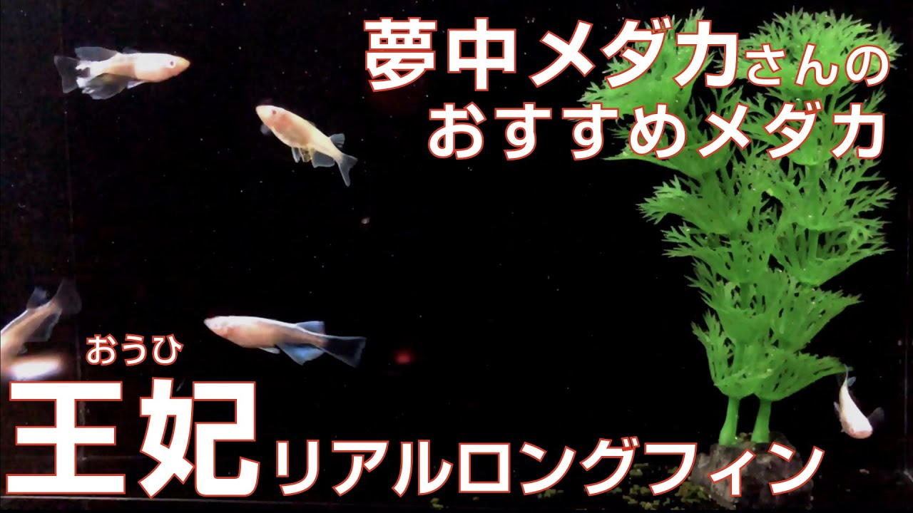 たね井やチャンネル 夢中メダカさんのおすすめメダカ 王妃 おうひ リアルロングフィン Beautiful Medaka Japanese Killifish Youtube