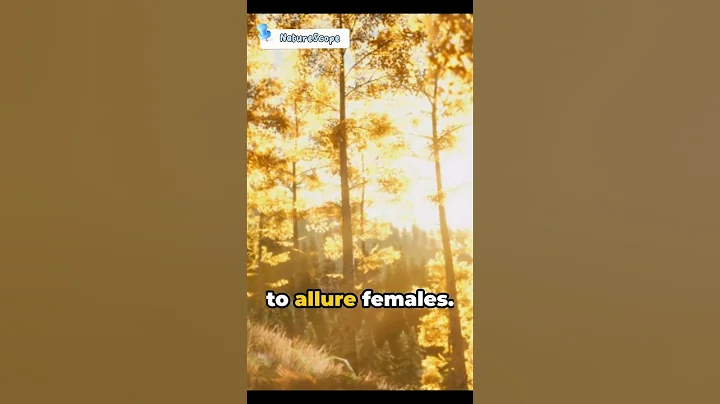 The Firefly Symphony: Nature's Light Show