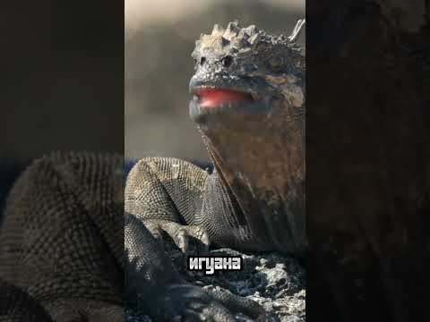 Морская игуана — древний монстр в реальности #животные #природа #рептилии #animals #океан #shorts