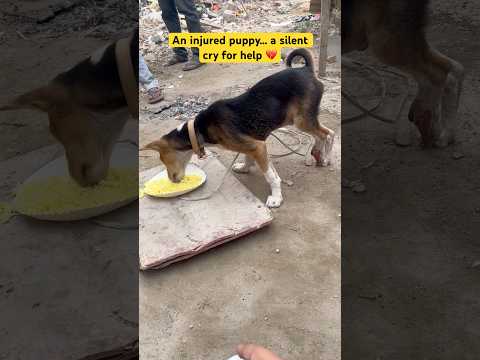 God! Please Save This Innocent Dog 💔 #shorts #ytshorts #funnydogs #instagram #cutepet #animalscasa