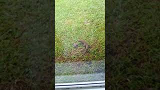 mongoose getting high on cane toad in hawaii