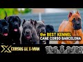 Probably the best cane corso kennel