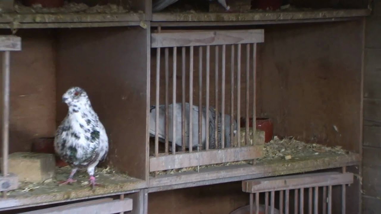 Gorguero's    Bucheones  Freddie weber  25-10-2010 (4)