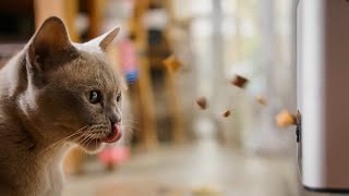 Are PET TREAT CAMERAS worth buying?