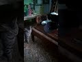 My cats Will fight with funny sound