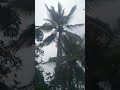 ඇඹිලිපිටිය අවට ප්‍රදේශ රැසකට දැඩි සුළං තත්ත්වයක්