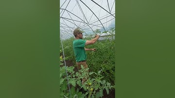 Qlipr System for trellising