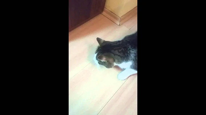 Cat cucumber challenge vol 2. - my cats won! :D