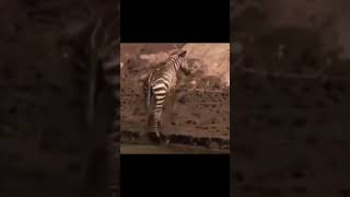 zebra escapes from the crocodile #shorts