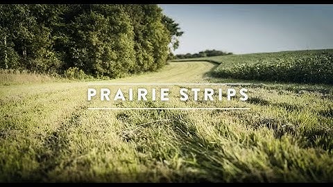 The Power of Field Buffer Strips