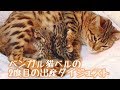 ベンガル猫ベルの2度目の出産ダイジェスト