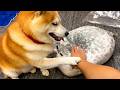 アザラシがペチペチされると、迷わず手をポン...と置き、先輩としてかっこよく守ってあげる柴犬