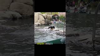 Sea Lion in Action