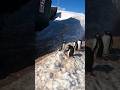 Its World Penguin Day, so here I am visiting the #penguins at the #postoffice in #Antarctica